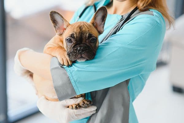 Are your pets fearful during veterinary visits?